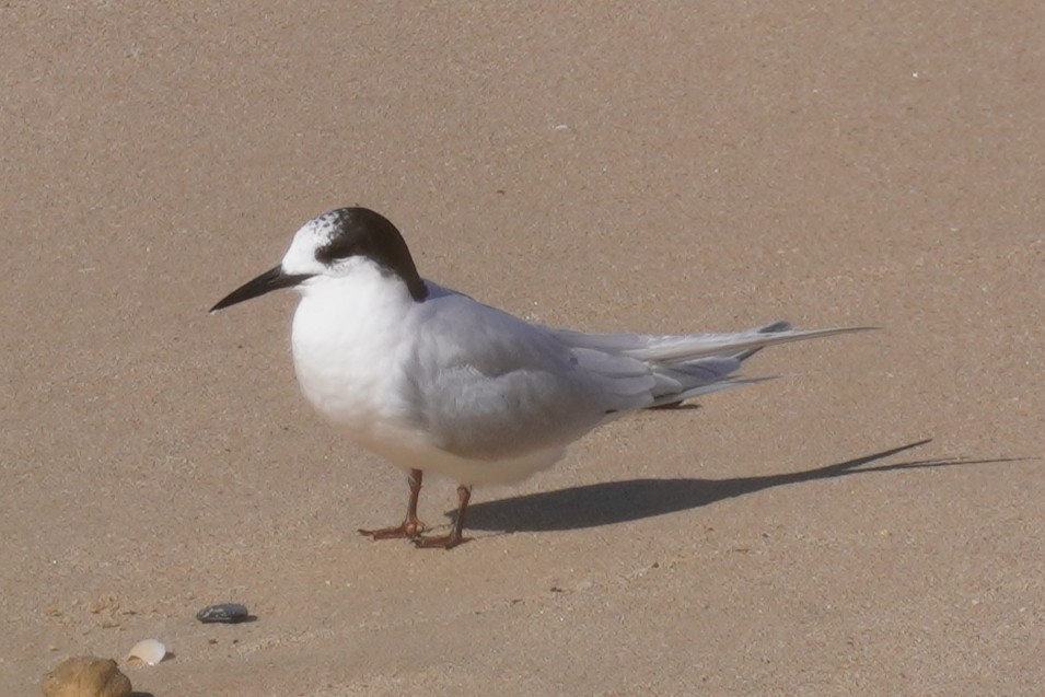 White-fronted Tern - ML639580769
