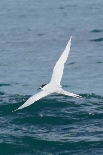 White-fronted Tern - ML639580770