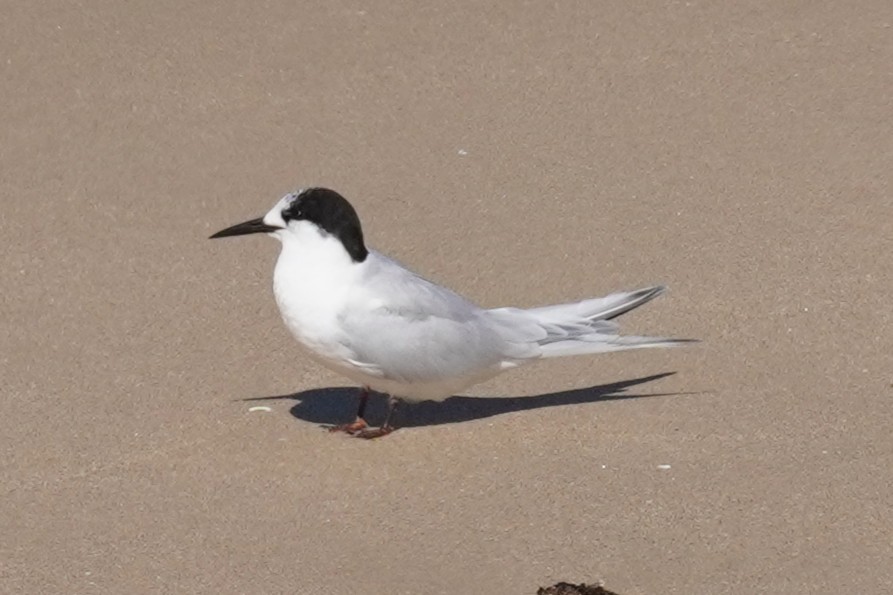 White-fronted Tern - ML639580771