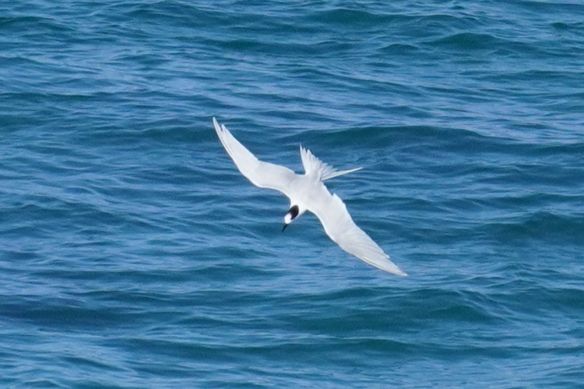 White-fronted Tern - ML639580772