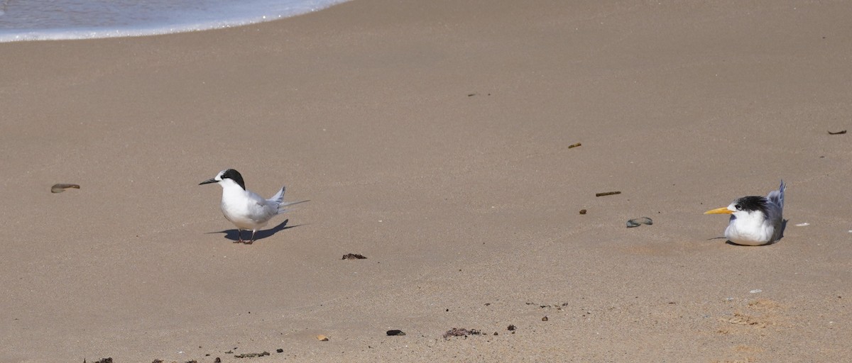 White-fronted Tern - ML639580773