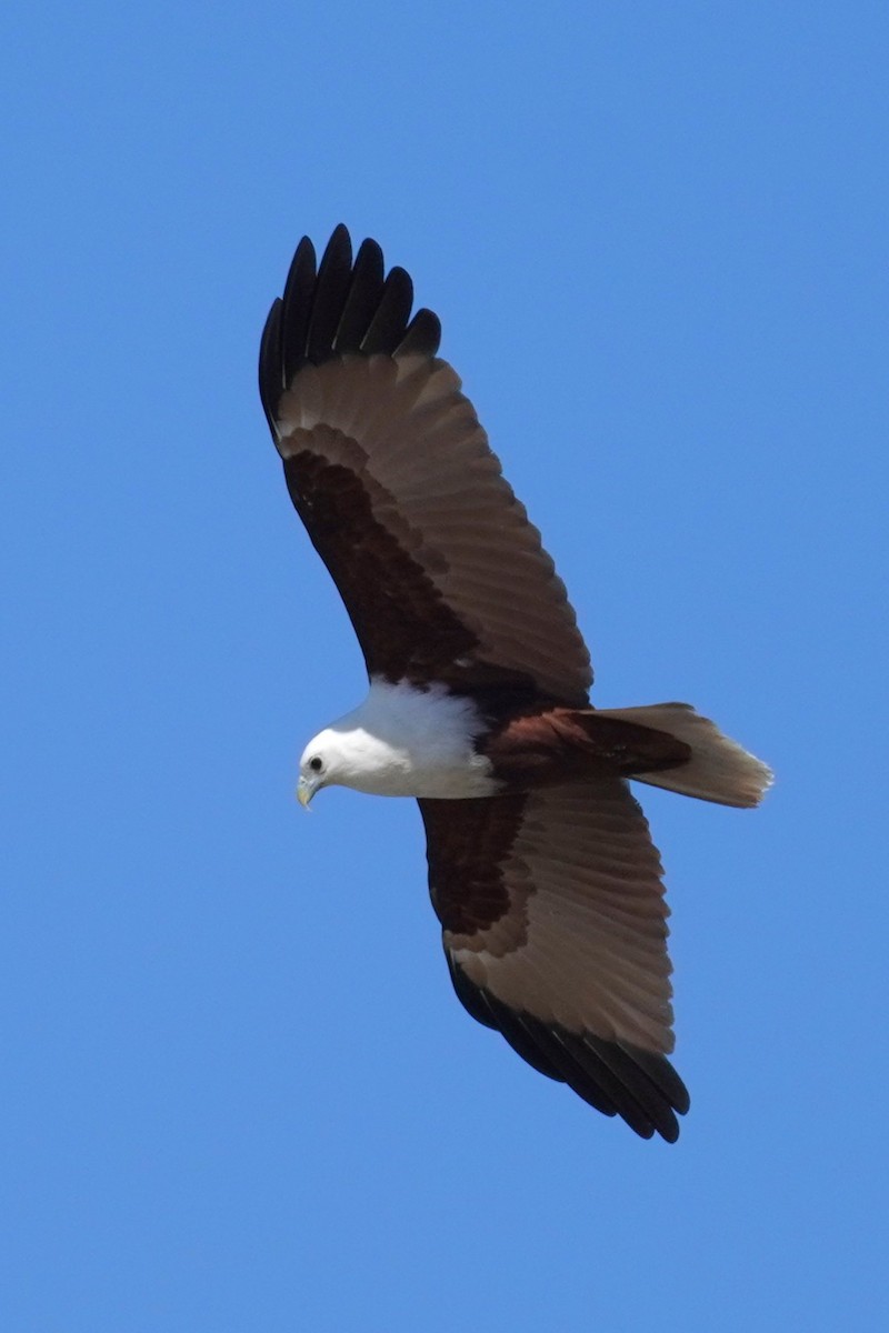 Brahminy Kite - ML639580776