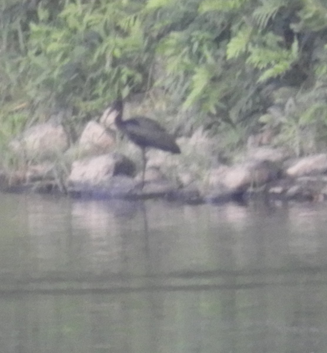 Glossy Ibis - Benoît Turgeon