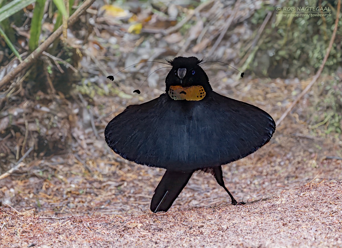Western Parotia - ML639580820