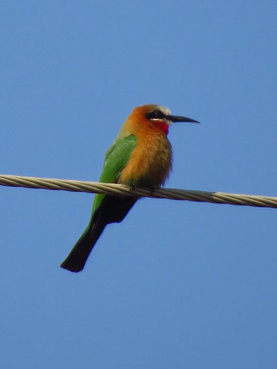 White-fronted Bee-eater - ML639580849