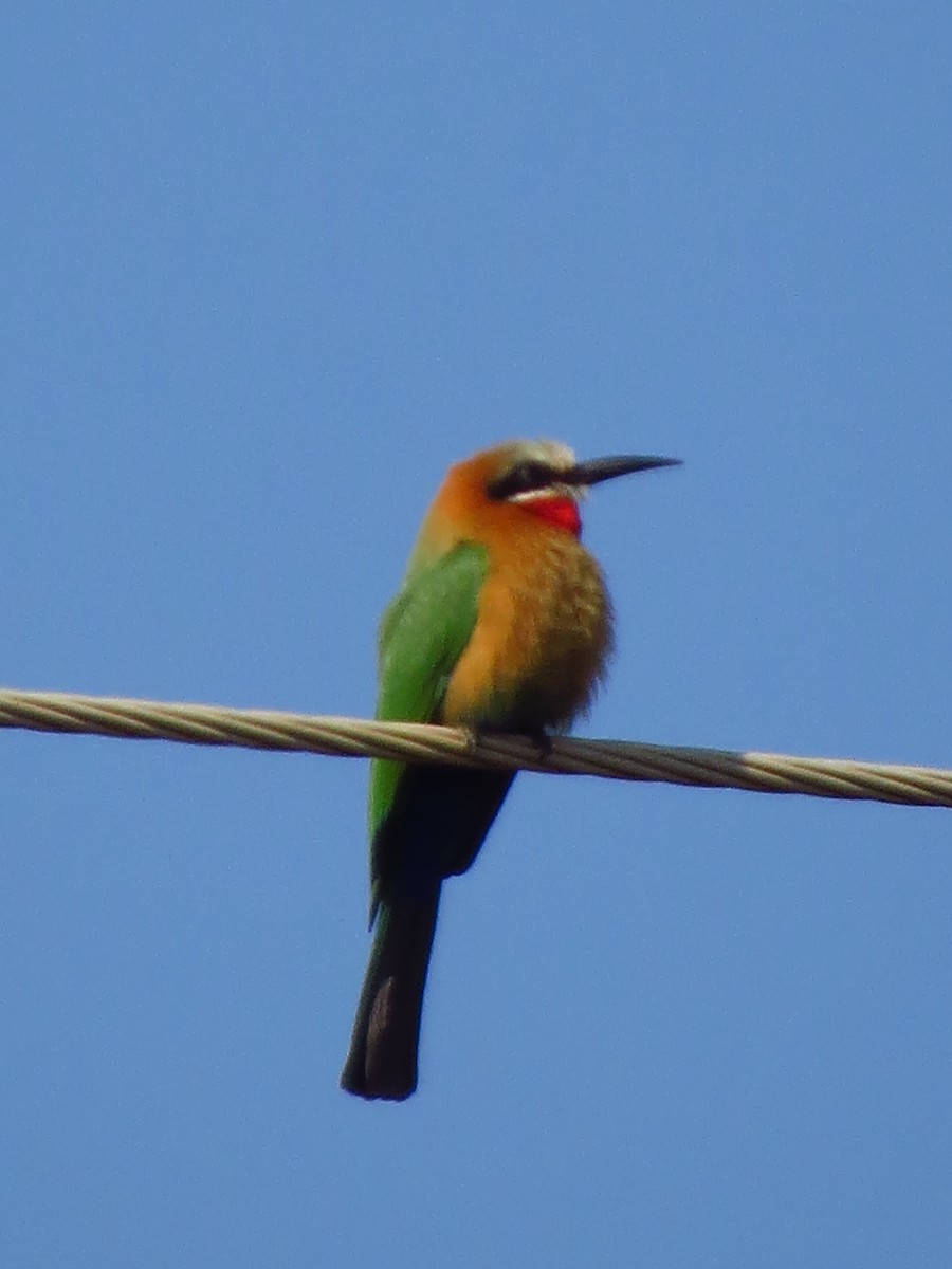 White-fronted Bee-eater - ML639580850