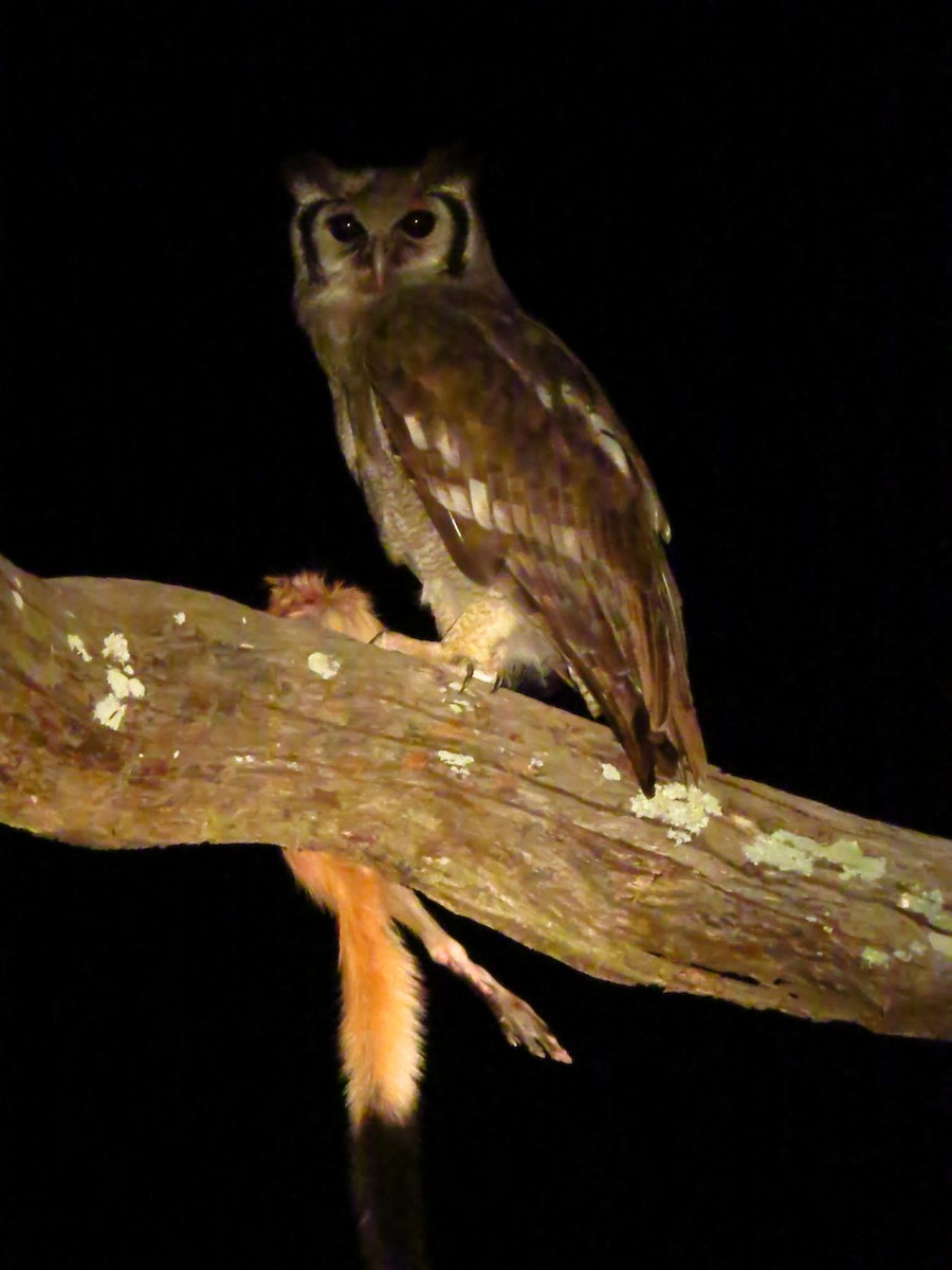 Verreaux's Eagle-Owl - ML639580896