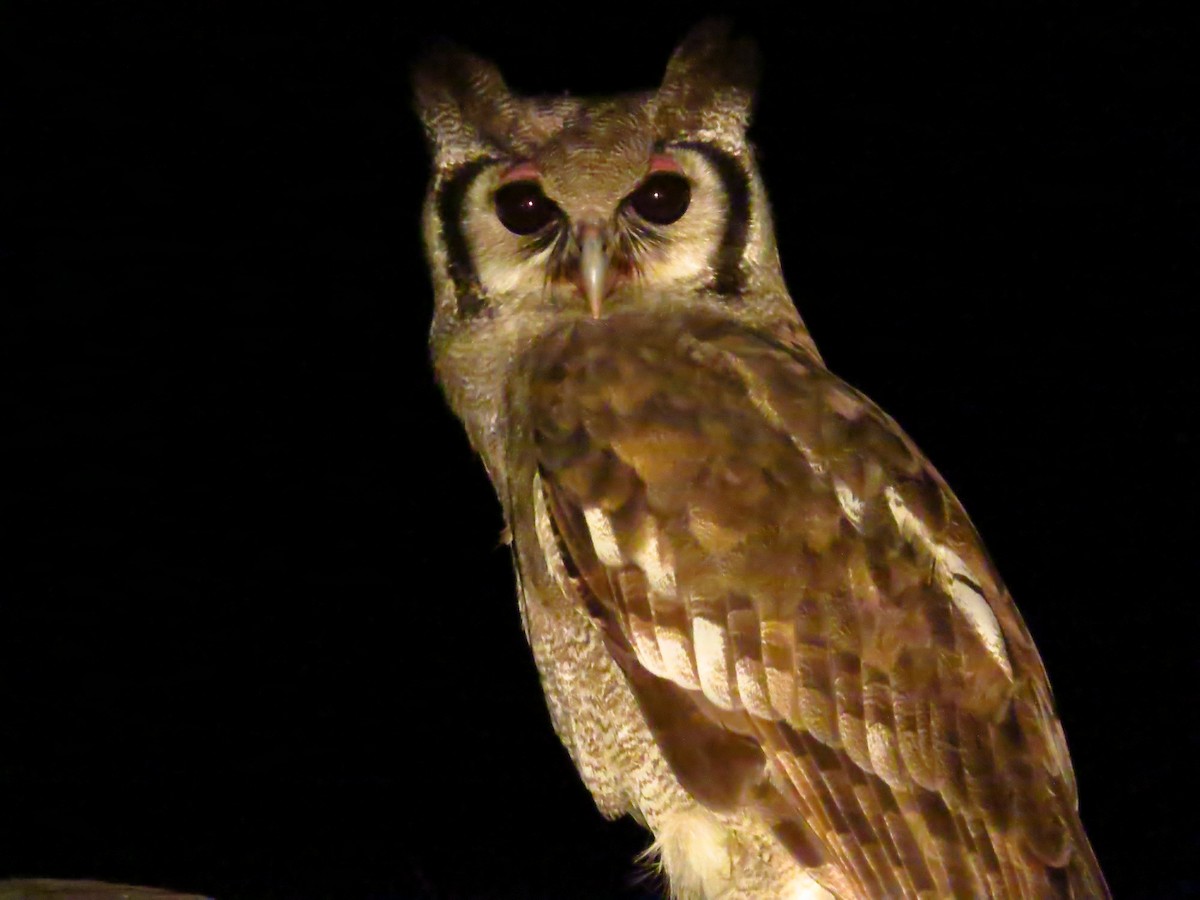 Verreaux's Eagle-Owl - ML639580897