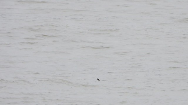 Wilson's Storm-Petrel - ML639580898
