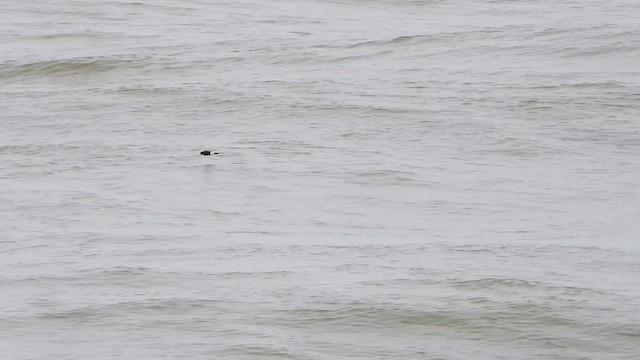 Wilson's Storm-Petrel - ML639580899