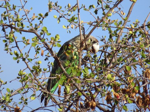 Brown-necked Parrot - Poicephalus fuscicollis - メディア検索