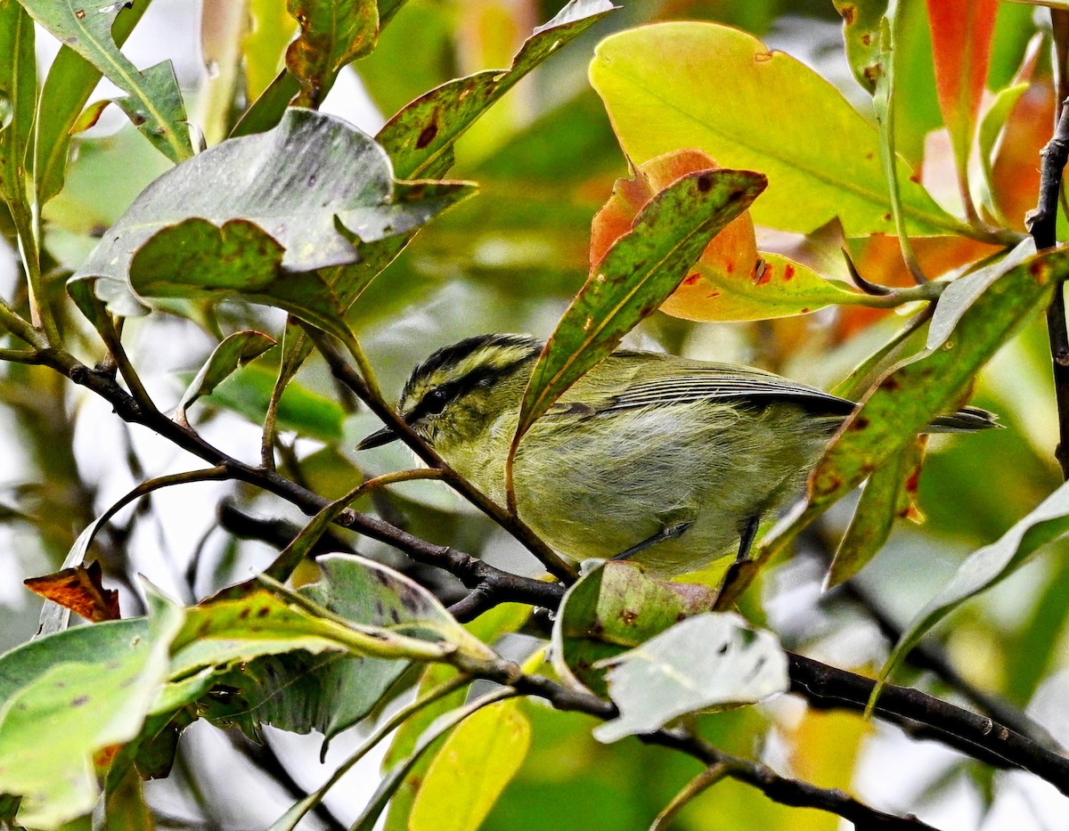 Mountain Leaf Warbler - ML639581024