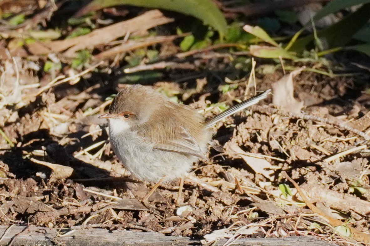 Superb Fairywren - ML639581058