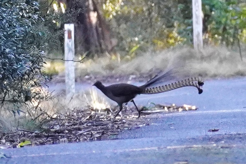 Superb Lyrebird - ML639581060