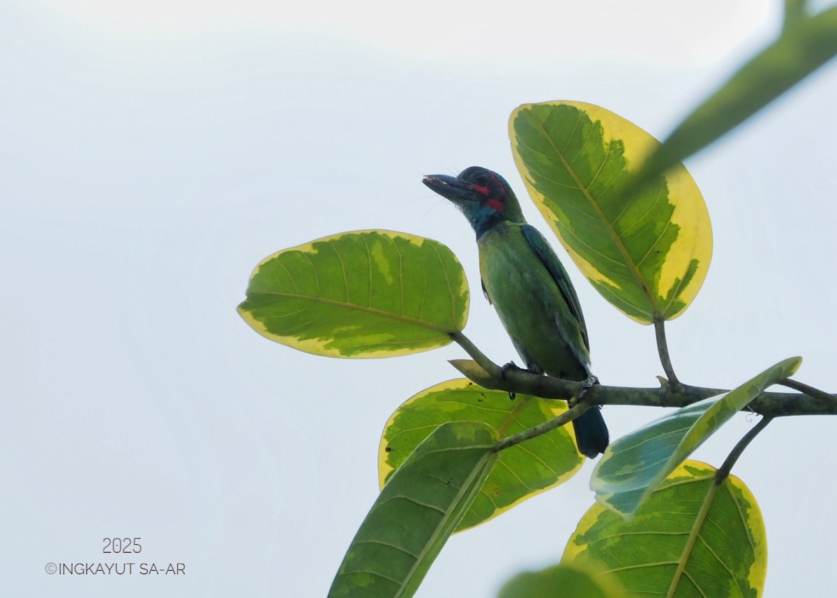 Black-eared Barbet - ML639581094