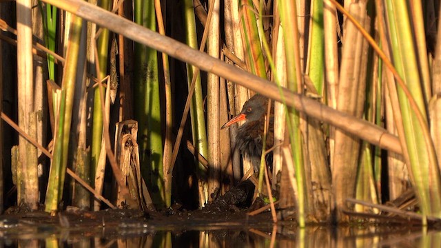 Water Rail - ML639581133