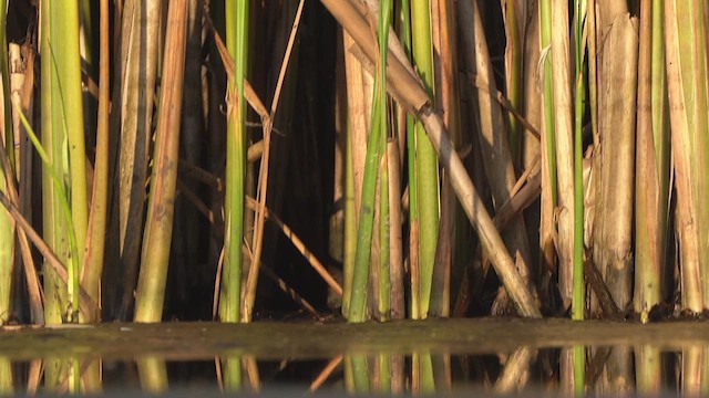 Water Rail - ML639581169
