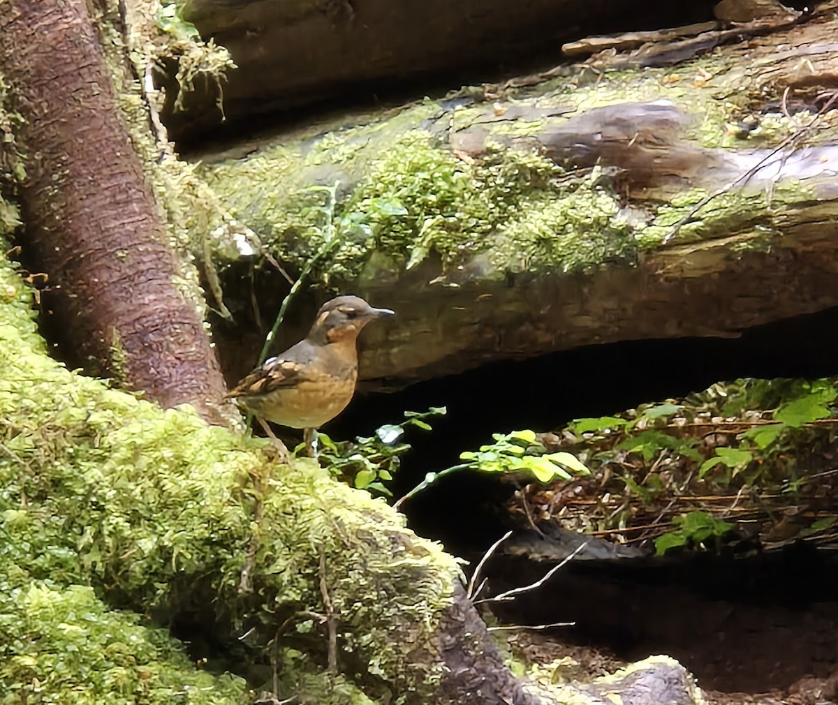 Varied Thrush - ML639581170