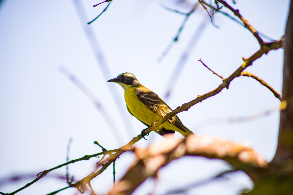 Social Flycatcher - ML639581177