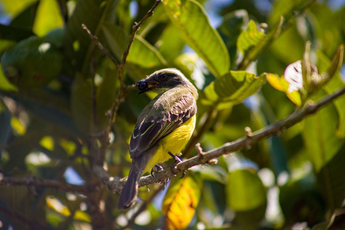Social Flycatcher - ML639581178