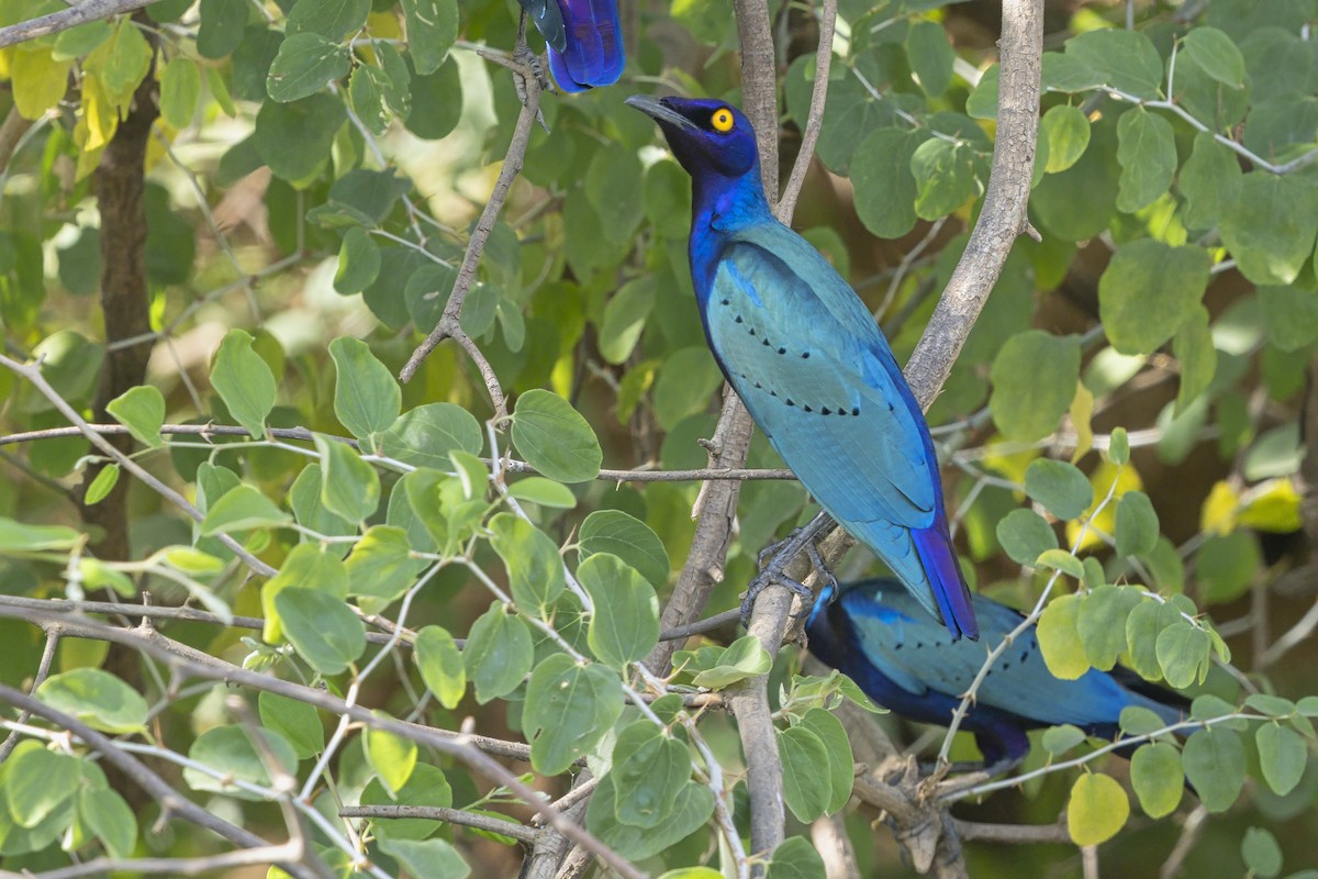 Purple Starling - ML639581187