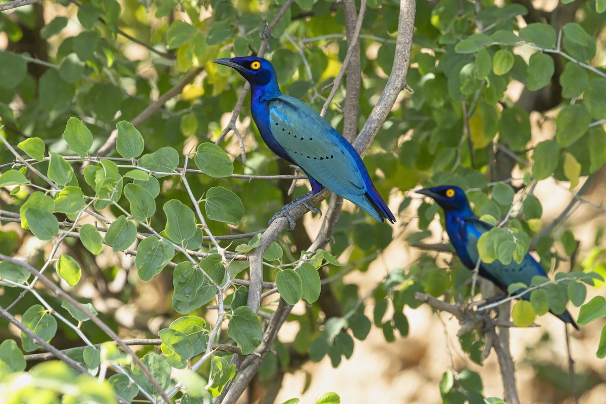Purple Starling - ML639581188