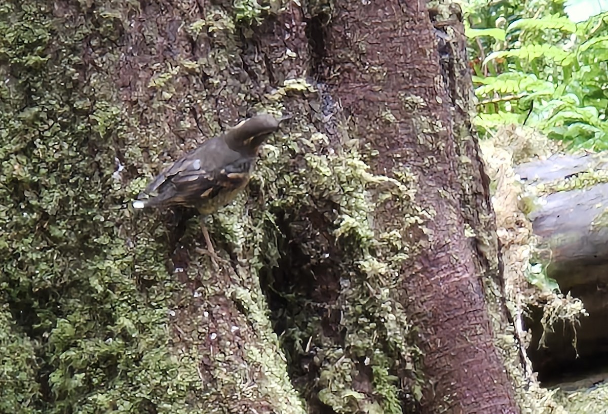Varied Thrush - ML639581192