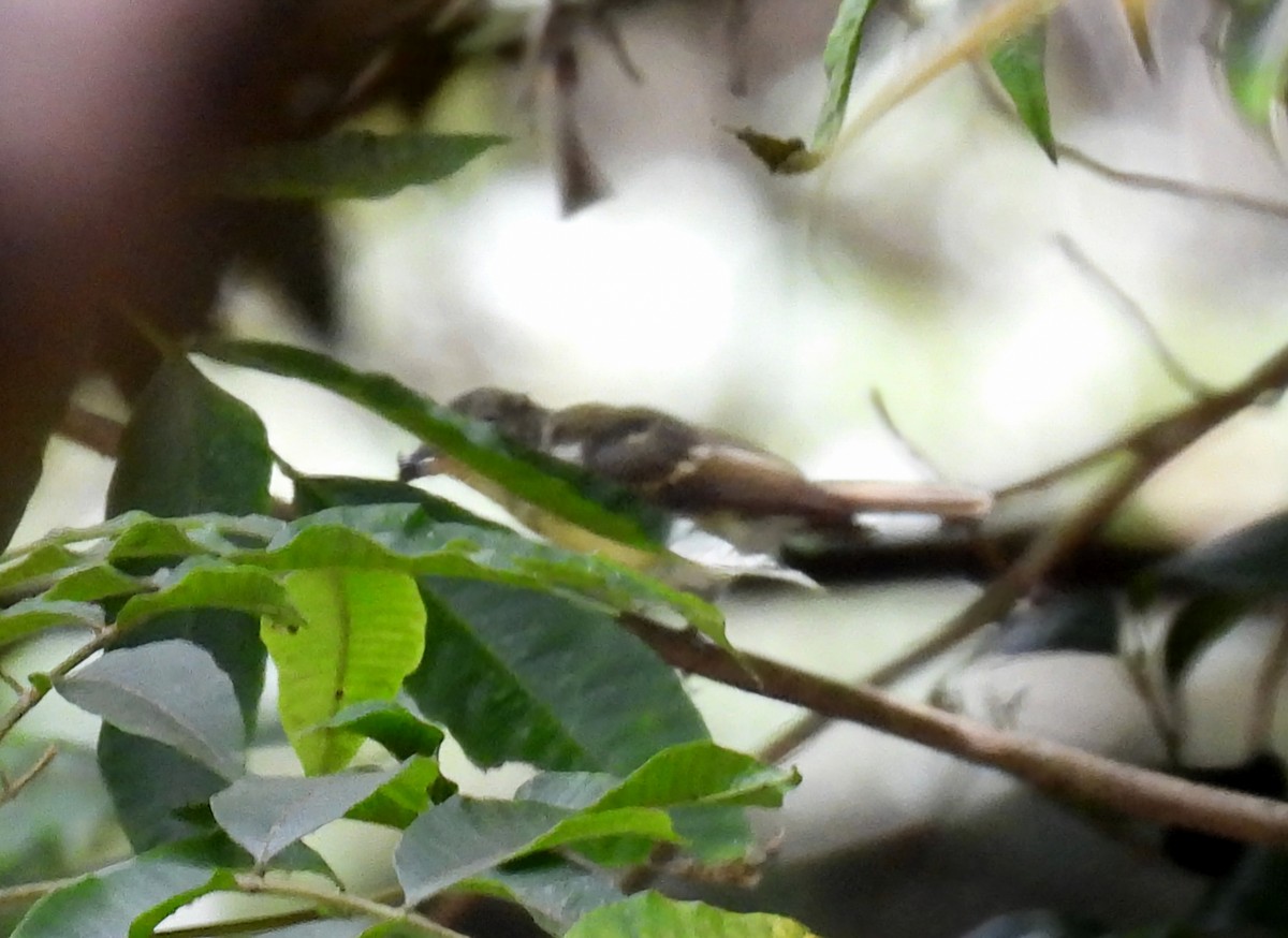 Yellow-rumped Flycatcher - Young Gul Kim