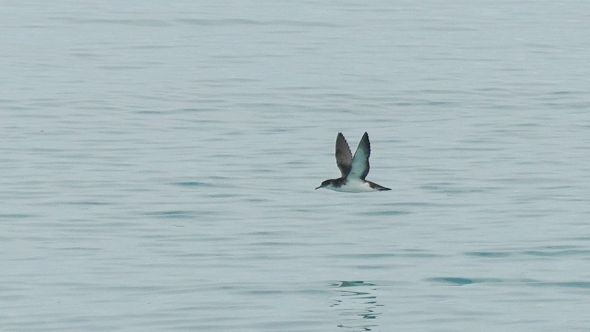Manx Shearwater - ML639581333