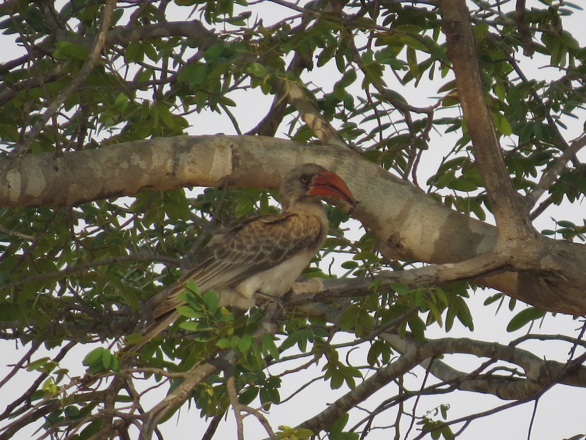 Bradfield's Hornbill - ML639581348
