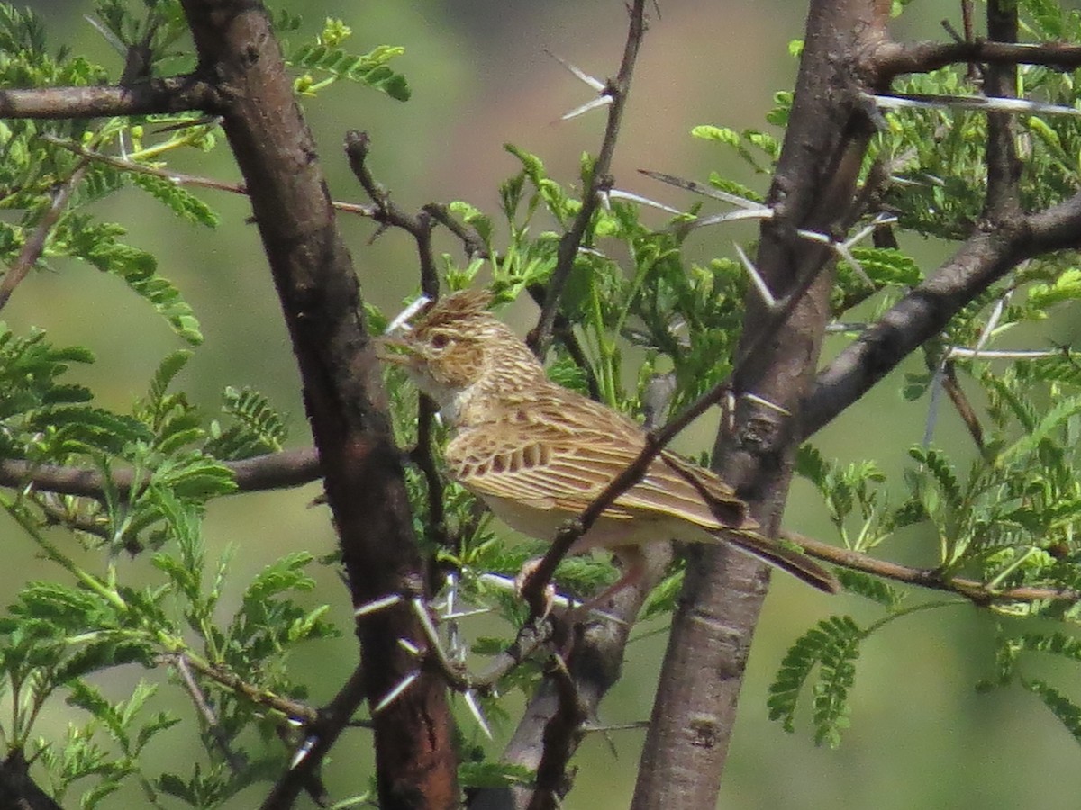 Monotonous Lark - ML639581436