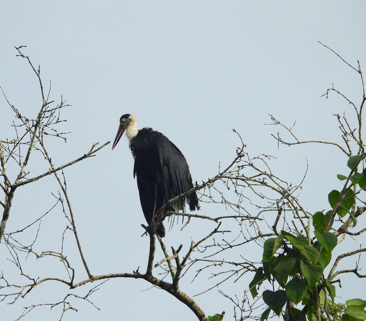 Asian Woolly-necked Stork - ML639581481