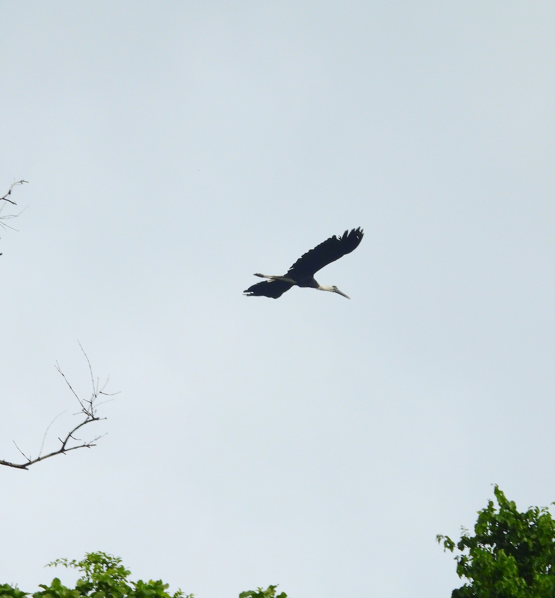 Asian Woolly-necked Stork - ML639581482