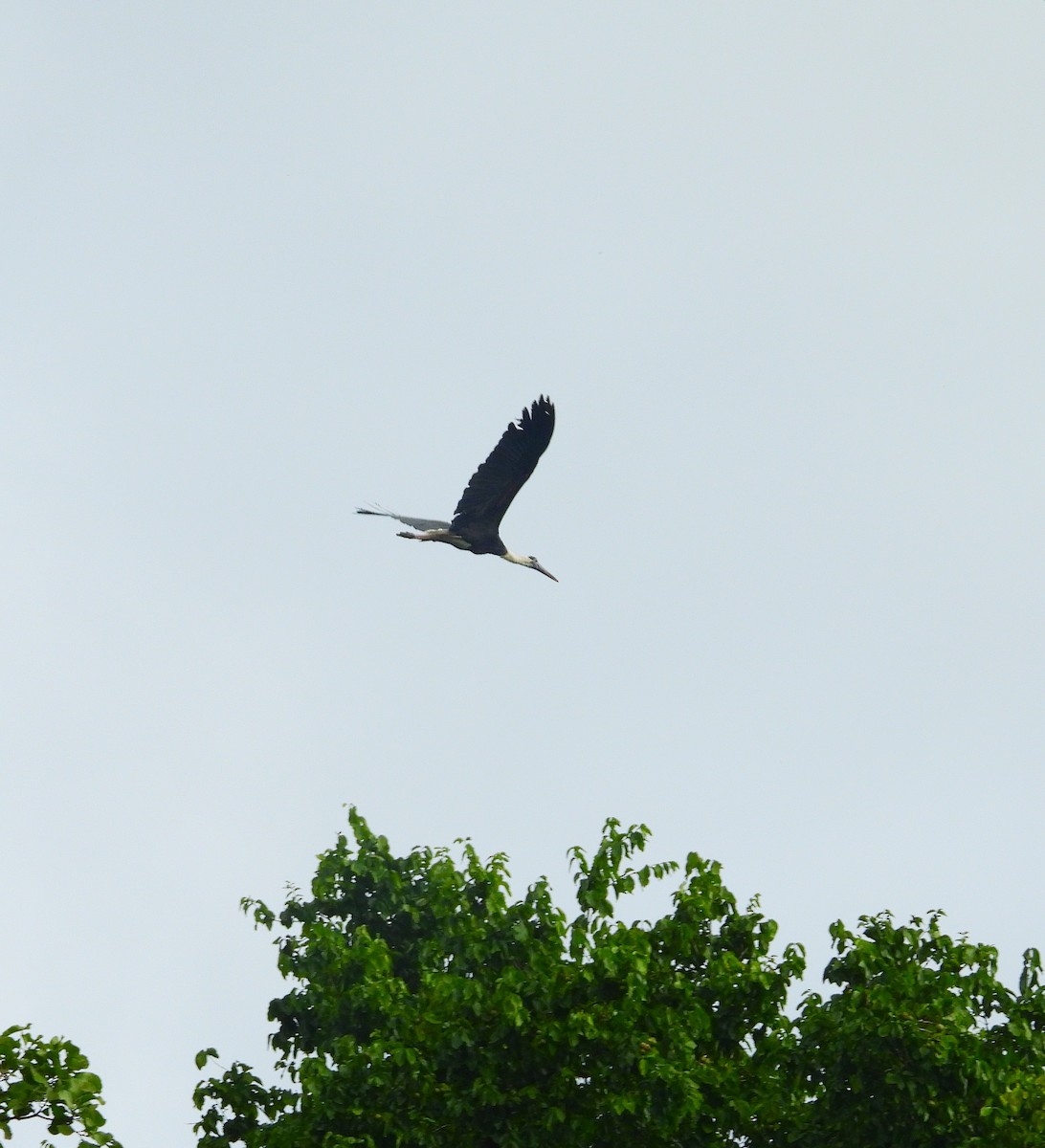 Asian Woolly-necked Stork - ML639581483