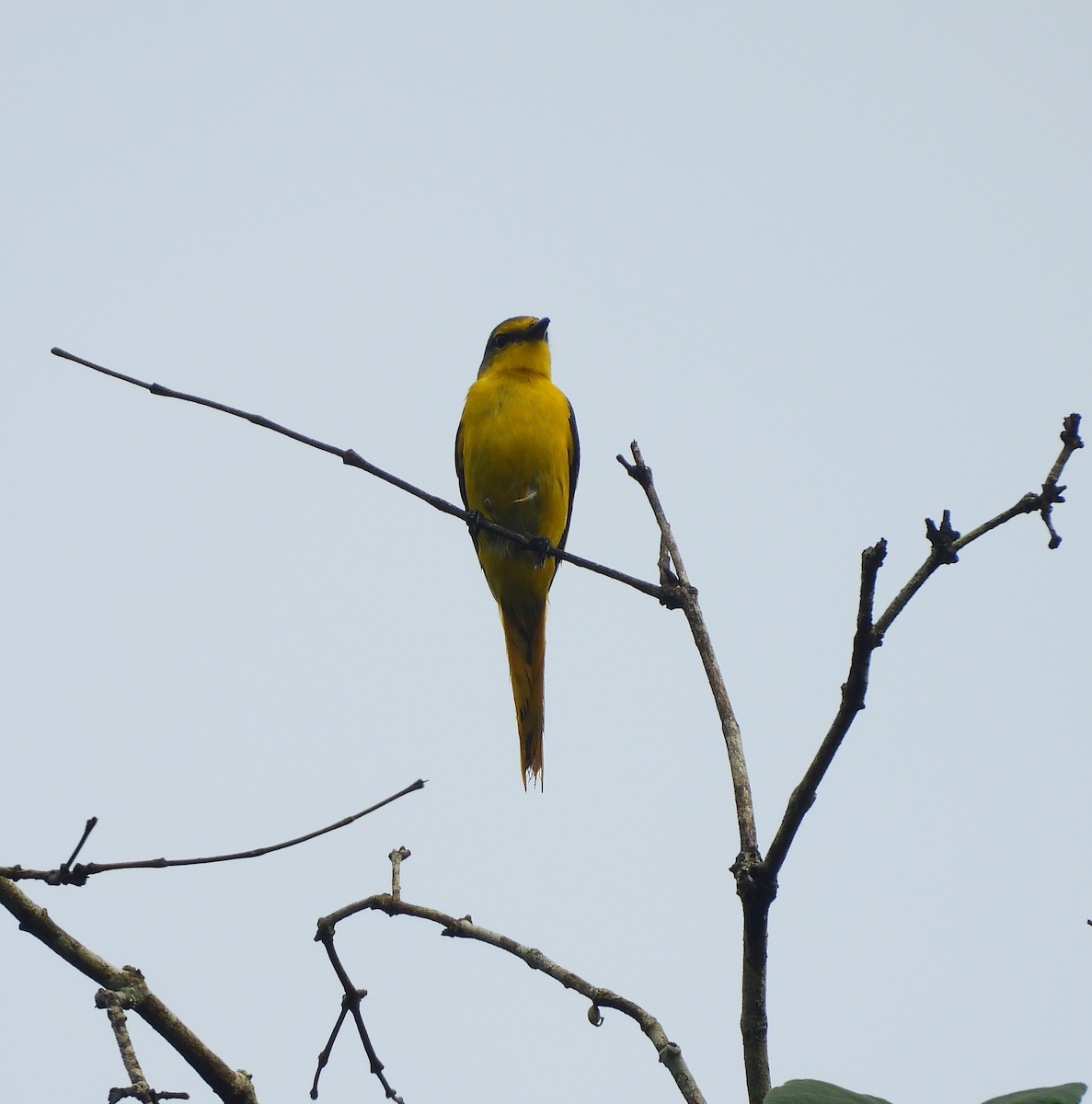 Orange Minivet - ML639581500