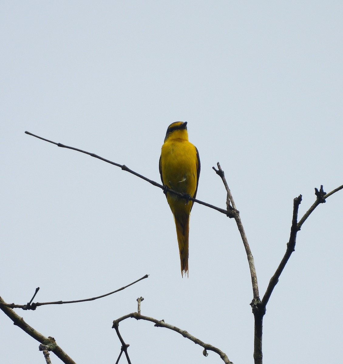 Orange Minivet - ML639581501