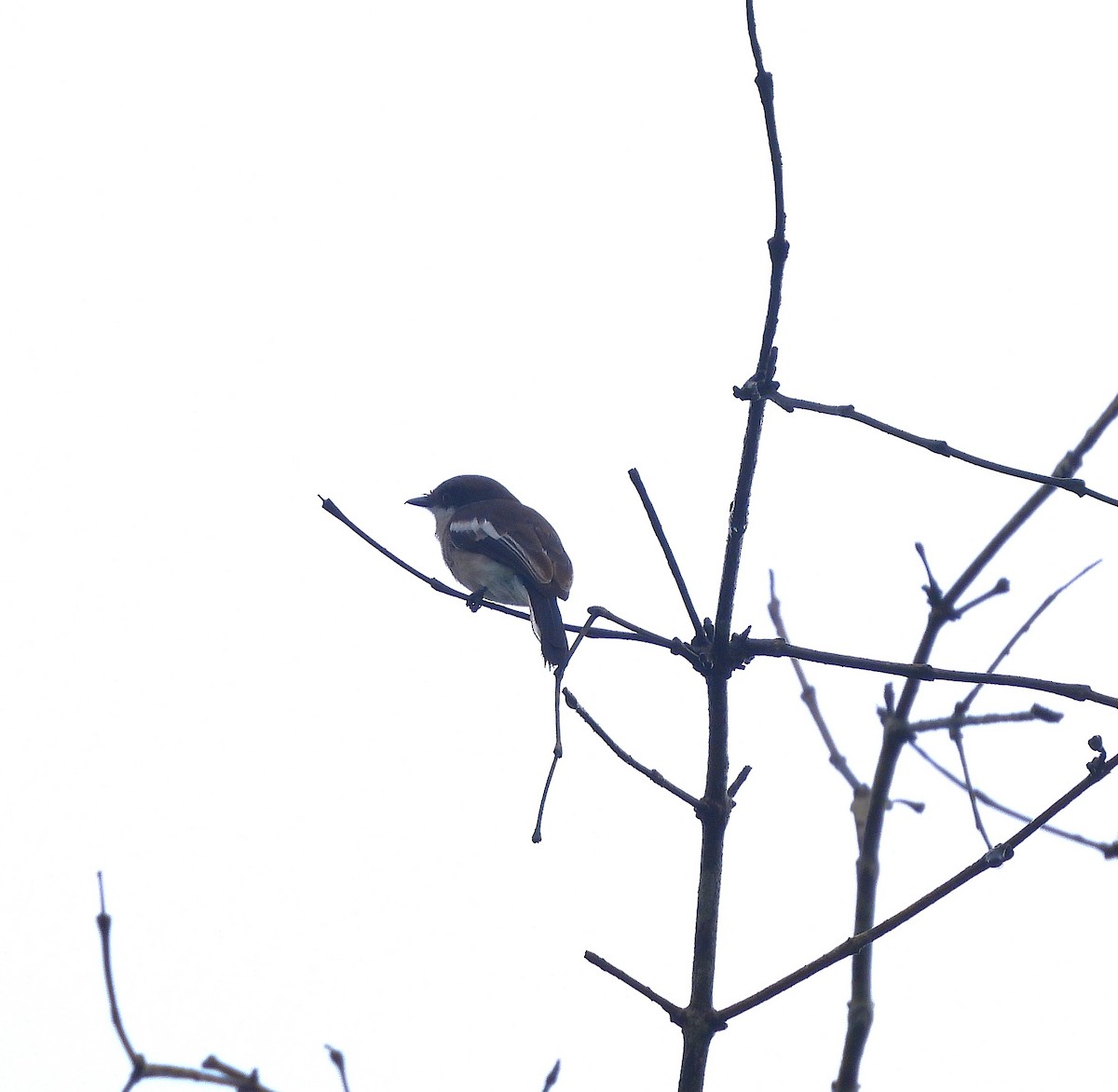 Bar-winged Flycatcher-shrike - ML639581506
