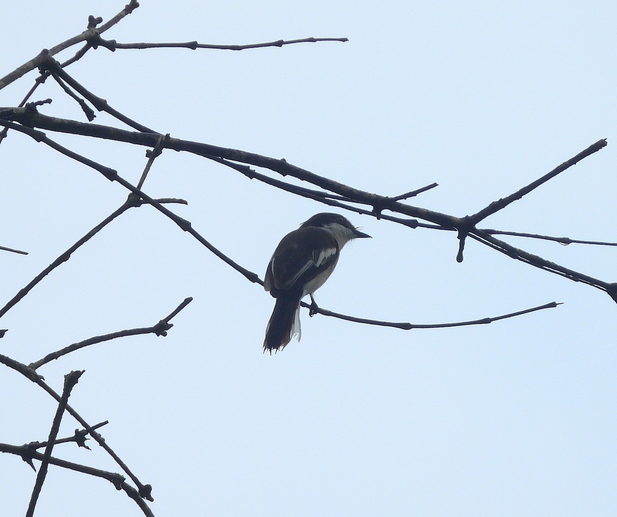 Bar-winged Flycatcher-shrike - ML639581507