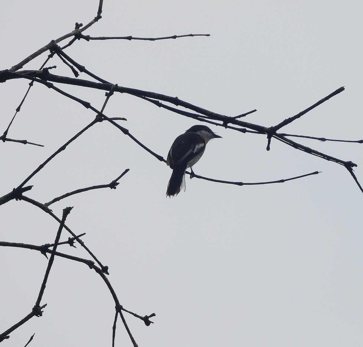Bar-winged Flycatcher-shrike - ML639581508