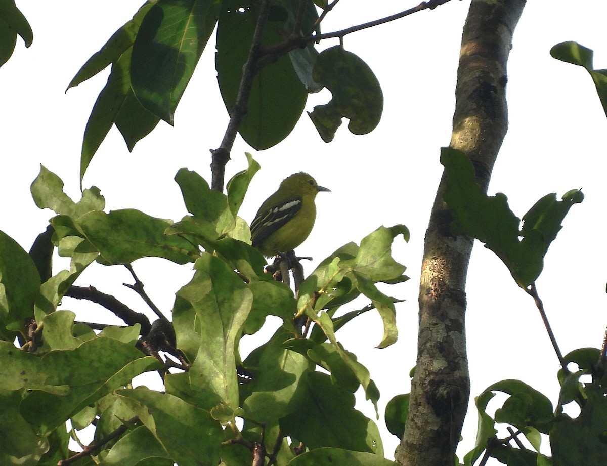 Common Iora - ML639581512