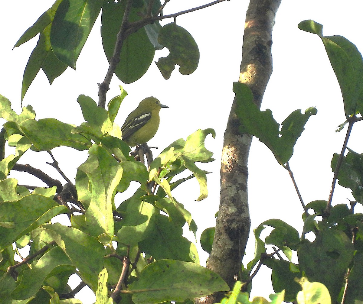 Common Iora - ML639581513