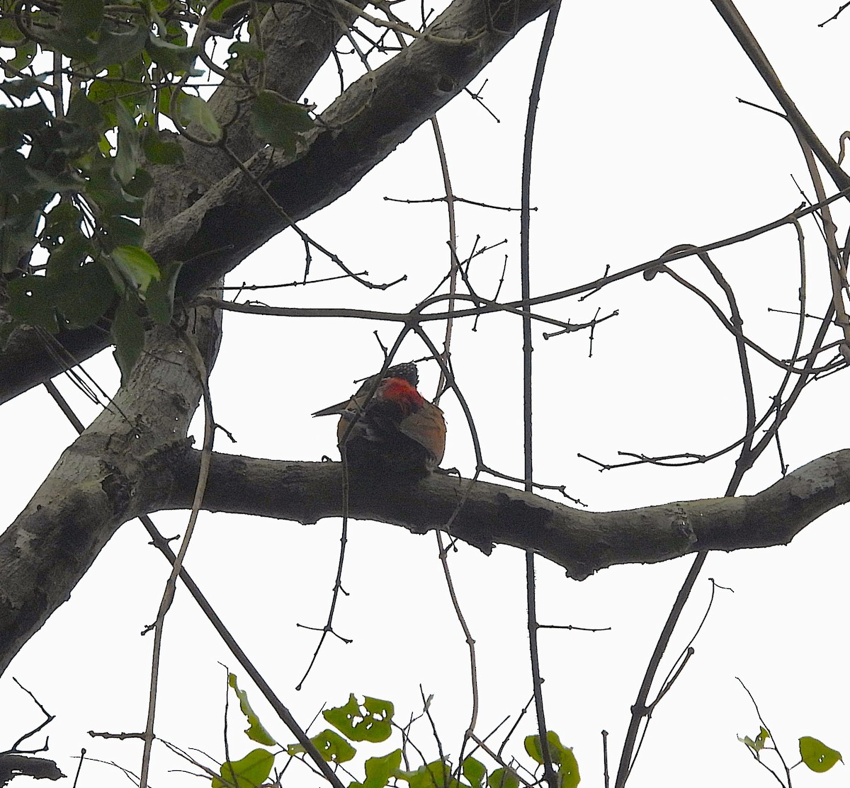 Malabar Flameback - ML639581520