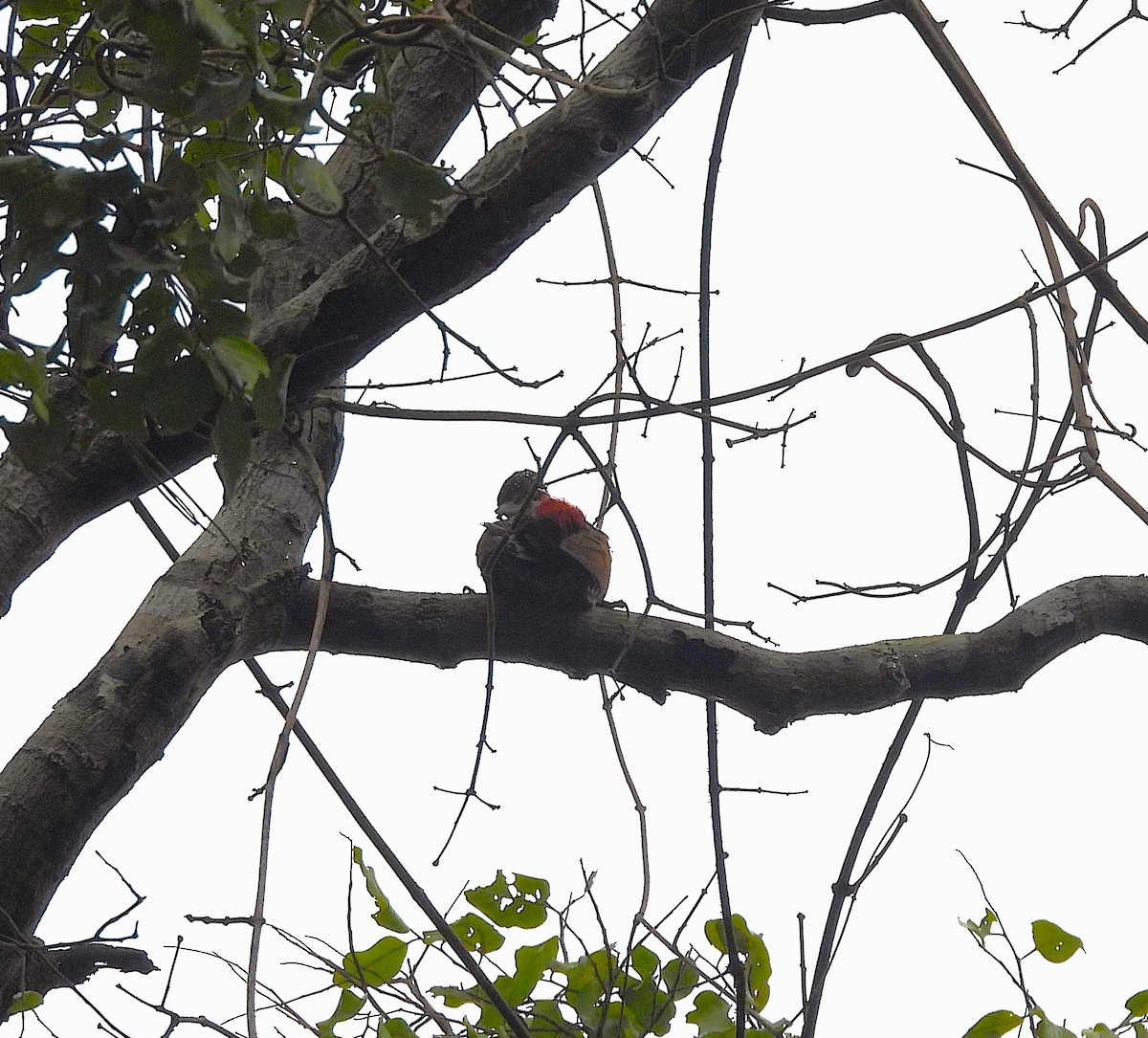 Malabar Flameback - ML639581521
