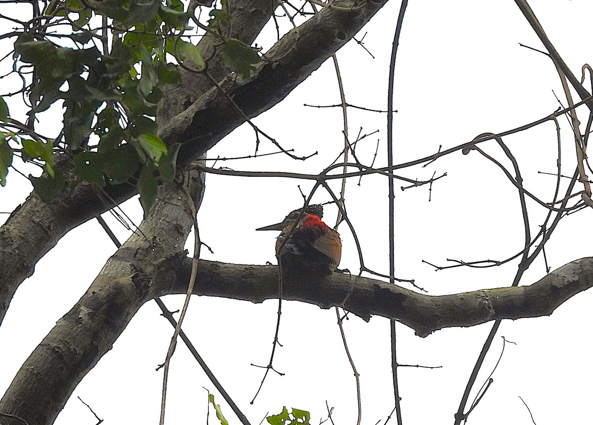 Malabar Flameback - ML639581522