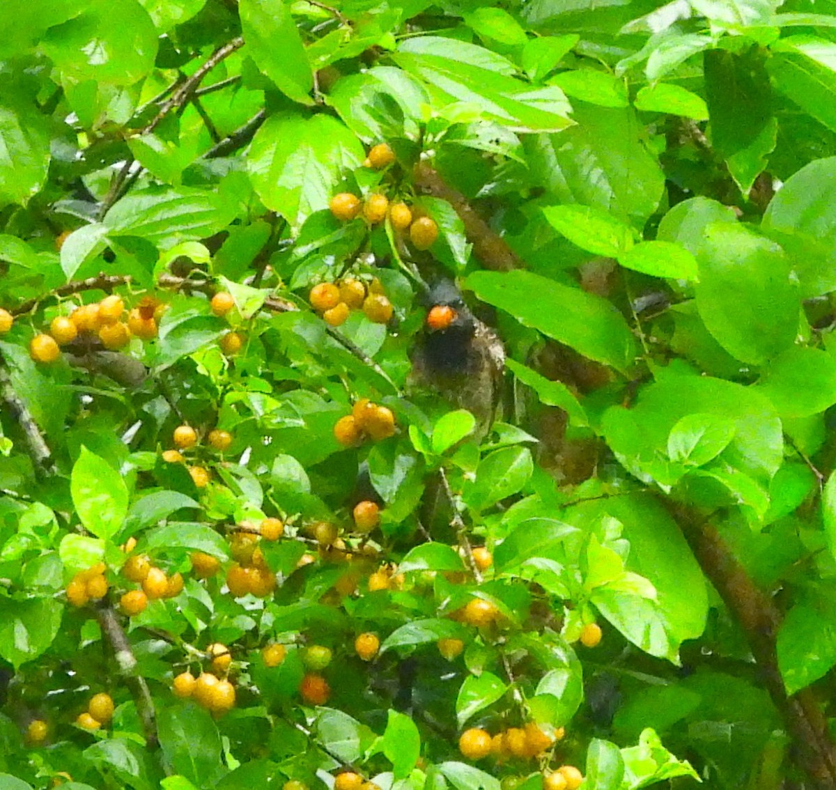 Red-vented Bulbul - ML639581530