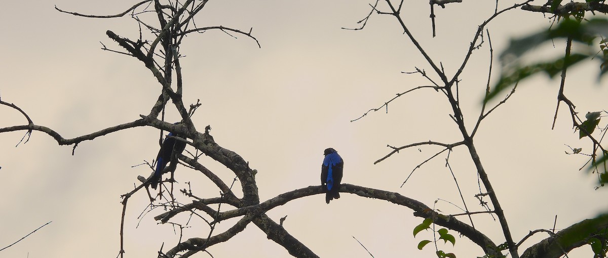 Asian Fairy-bluebird - ML639581531