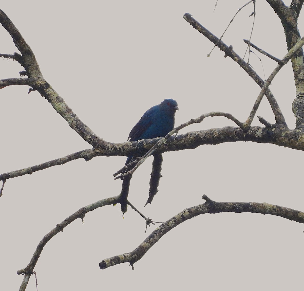 Asian Fairy-bluebird - ML639581532