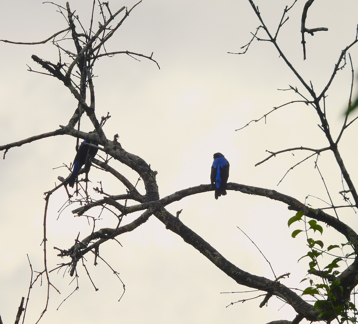 Asian Fairy-bluebird - ML639581533