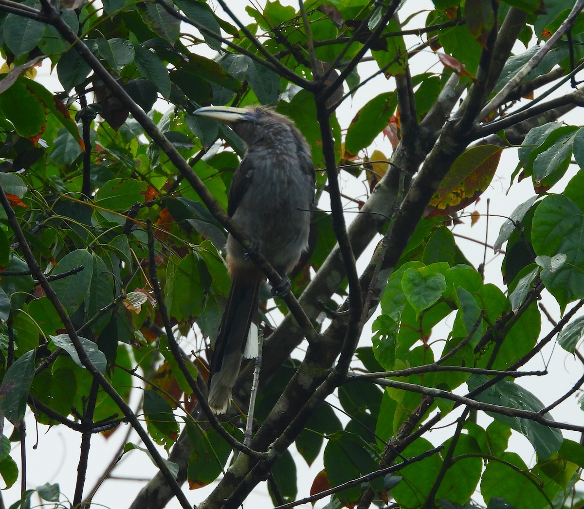 Malabar Gray Hornbill - ML639581552