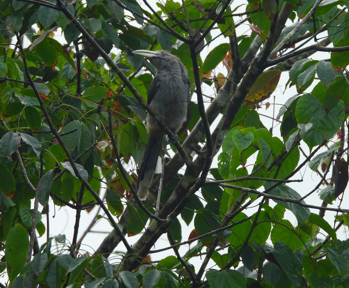Malabar Gray Hornbill - ML639581553